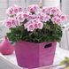 Пеларгонія zonale Dolce Vita Linus Pink Eye саджанець 000247 фото 1