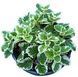 000149 фото 2