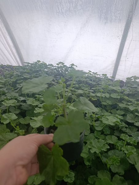Пеларгонія pel. Allegria  Amethyst в горщику р.10 000100 фото