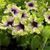 Петунія Go! Tunia Amazonas Plum Cockatoo саджанець 000251 фото