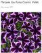 Петунія Go! Tunia Cosmic Violet  саджанець 000253 фото 1
