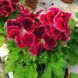 000205 фото 1