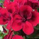 000205 фото 2