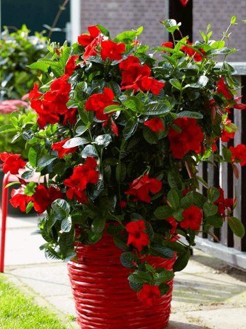 Сундавіл Classic Red в горщику р.12 000106 фото