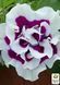000056 фото 1