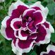 000056 фото 2