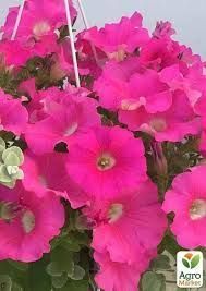 Петунія Conchita Grande Pink саджанець 000089 фото