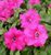 Петунія Conchita Grande Pink саджанець 000089 фото