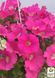 Петунія Conchita Grande Pink саджанець 000089 фото 2