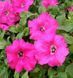 Петунія Conchita Grande Pink саджанець 000089 фото 1