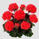 Пеларгонія zonale Dolce Vita Sylvia  Orange саджанець 000239 фото 1