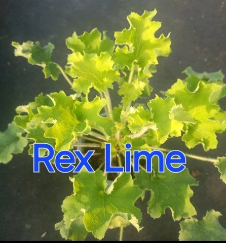 Гейхера REX LIME в 2 літровому горщику великий кущик 000010 фото