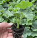 000111 фото 2