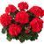 пеларгонія zonale castello Ronja Red саджанець 000113 фото