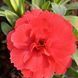 000041 фото