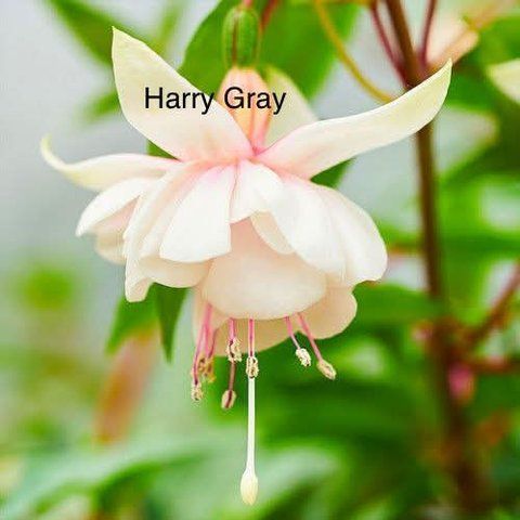 Фуксія Harry Gray саджанець 000167 фото