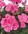 Пеларгонія zonale Dolce Vita Anne Pink в горщику р.12 000118 фото