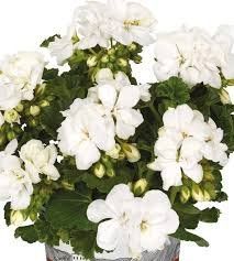 пеларгонія zonale Dolce Vita Erica White саджанець 000119 фото