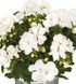 пеларгонія zonale Dolce Vita Erica White саджанець 000119 фото 1