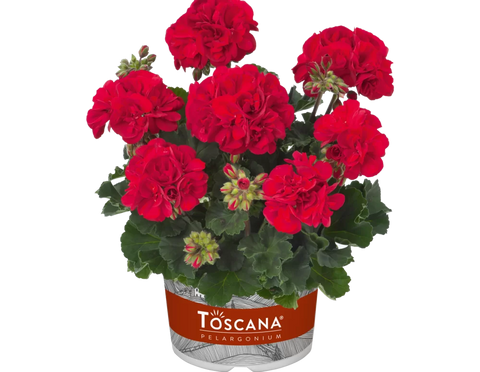 Пеларгонія zonale Castello Robiene Dark Red в горщику ф.12 000220 фото