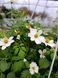 000021 фото 2