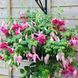 000173 фото 1