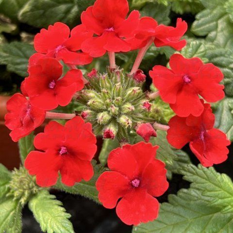 Вербена Venessa Compact Red саджанець 000025 фото
