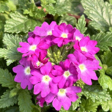 Вербена Venessa Compact Violet саджанець 000026 фото
