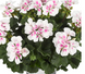 пеларгонія zonale Dolce Vita Stella White Sparkle саджанець 000125 фото 1