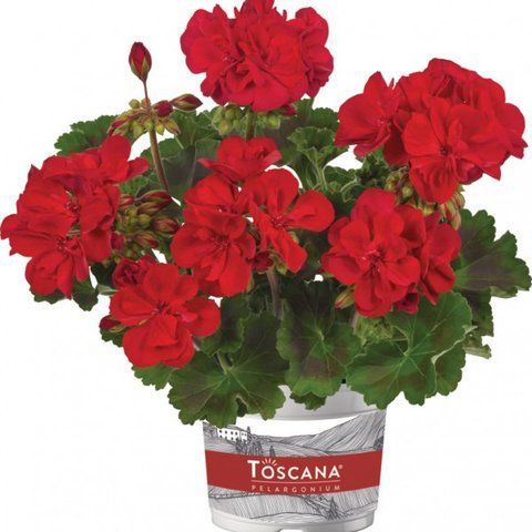 пеларгонія zonale Dolce Vita Gisela Dark Red в горщику р.12 000226 фото