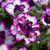 000091 фото