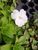 Бальзамін Новогвінейський серії Sunpatiens Vigorous Clear White (касетна розсада) 000177 фото