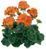 пеларгонія zonale Trend Emilia Orange саджанець 000127 фото