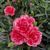 Гвоздика саджанець Oscar Antique Pink 000028 фото