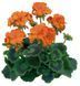 пеларгонія zonale Trend Emilia Orange саджанець 000127 фото 1