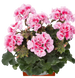 Пеларгонія zonale Dolce Vita Helene Pink whith Eye саджанець 000227 фото 1