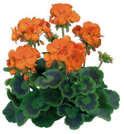 пеларгонія zonale Trend Emilia Orange в горщику р.12 000128 фото
