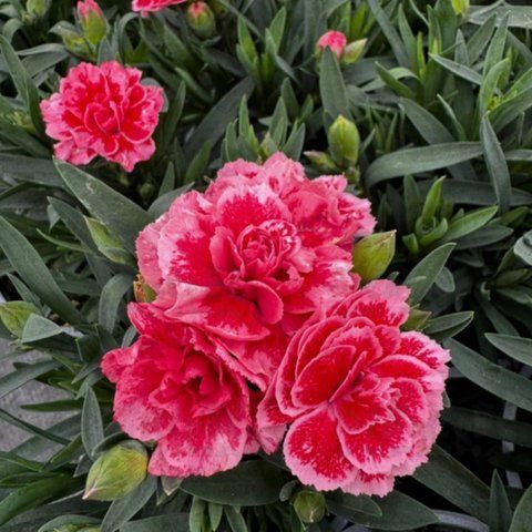 Гвоздика Oscar Antique Pink в горщику ф.10 000029 фото