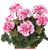 Пеларгонія zonale Dolce Vita Helene Pink whith Eye в горщику ф.12 000228 фото