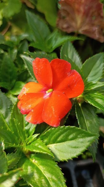 Бальзамін Новогвінейський серії Sunpatiens Vigorous Orange (касетна розсада) 000179 фото