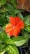 Бальзамін Новогвінейський серії Sunpatiens Vigorous Orange (касетна розсада) 000179 фото 2