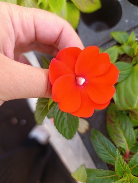 Бальзамін Новогвінейський серії Sunpatiens Vigorous Orange (касетна розсада) 000179 фото