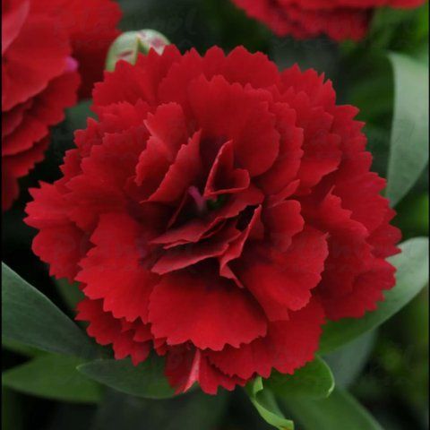 Гвоздика саджанець Oscar Dark Red 000030 фото