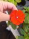 Бальзамін Новогвінейський серії Sunpatiens Vigorous Orange (касетна розсада) 000179 фото 3