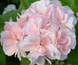 000129 фото 1