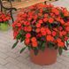 Бальзамін Новогвінейський серії Sunpatiens Vigorous Orange (касетна розсада) 000179 фото 1