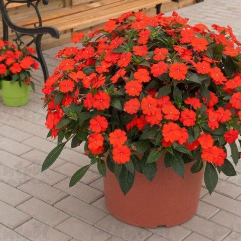 Бальзамін Новогвінейський серії Sunpatiens Vigorous Orange (в горщику ф.10) 000180 фото