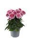 000080 фото 1