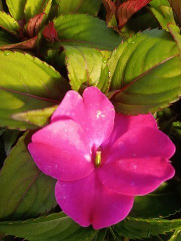 Бальзамін Новогвінейський серії Sunpatiens Vigorous Clear Rose Pink (касетна розсада) 000181 фото
