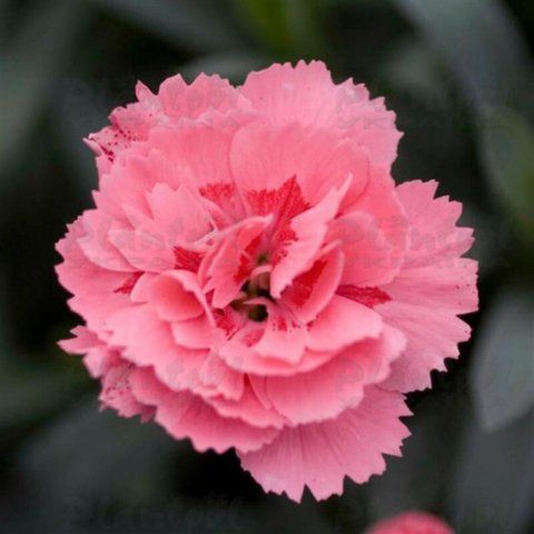 Гвоздика саджанець Oscar Pink 000032 фото